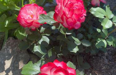 Izerski Poranek - Foto 21