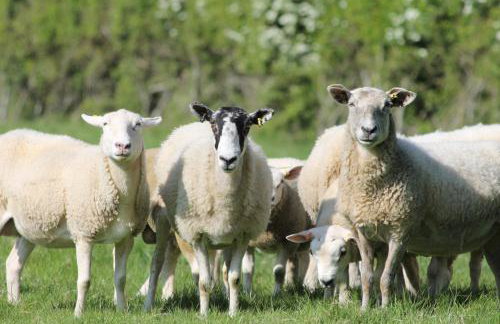 Cosy Cottage in Rural Lympsham - Foto 20