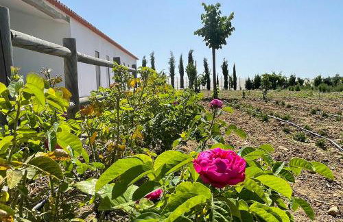 Monte de Palma- Quinta Biodinâmica Momentos Únicos - Foto 10