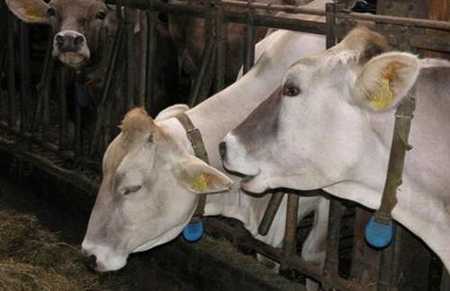 Ferienwohnung Nr 4, Lechbruck-Gründl, Allgäu - Foto 16