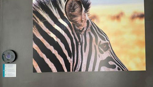 Fonoll Mari - Foto 3