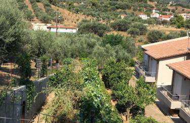 The Olive Orchard - Foto 10