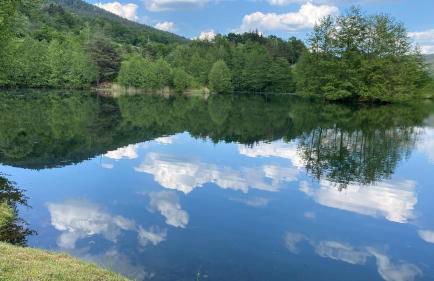 Mauersegler - Foto 12