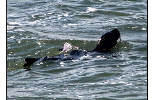 Vue mer sur la côte d'opale, studio la naturelle pour 4 personnes , WIMEREUX - Foto 12