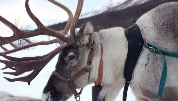 Les rennes sont les animaux les plus célèbres de Laponie