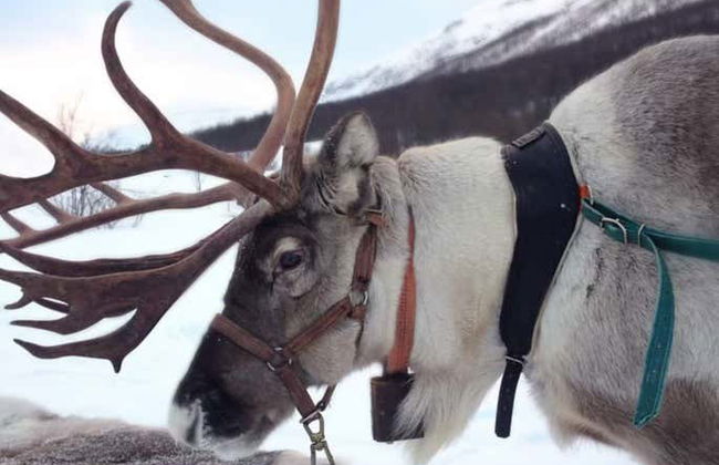 Balade en traîneau tiré par des rennes - Foto 3