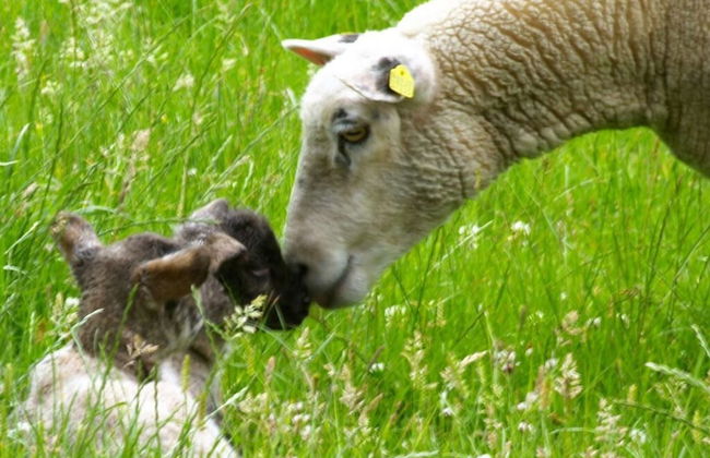 Holiday Apartment Lugworm - Photo 18