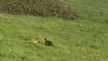 Sea view, 73 rosewood with decking, Thorness bay - Foto 4