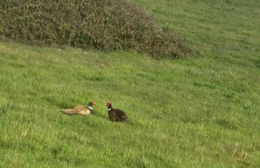 Sea view, 73 rosewood with decking, Thorness bay - Foto 4