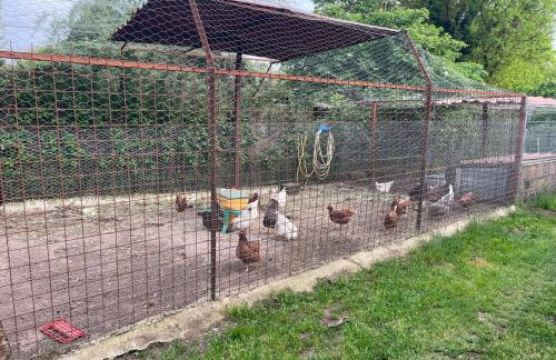 Fattoria Raffaelli - Foto 49