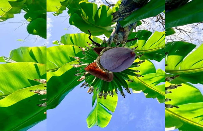 Visite de Puerto Plata et de la vallée des Tainos - Photo 11