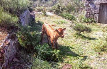 Miradouro da Branda - Foto 39