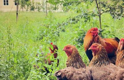 Arboris - Retreat into the open - Photo 28