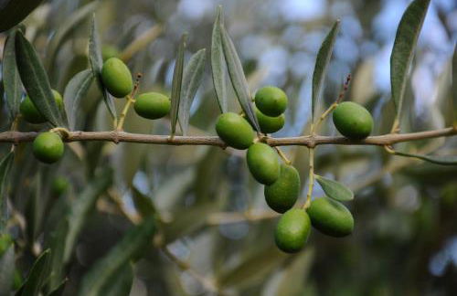 Villa Porcigliano Olive Grove - Foto 68