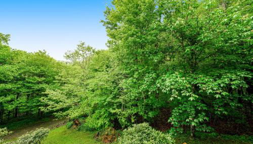 Misty Woods 03 - Foto 2