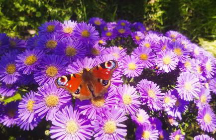 Ferienhaus Salvia - Foto 57