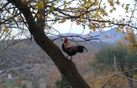 la masseria di Antonio e Teresina - Foto 51