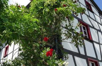 Noah - Seeleben auf Zeit am Rursee - Foto 10