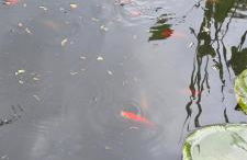 Alte Schäferei Bad Gottleuba - Foto 26