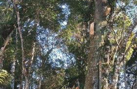 Cabana aconchegante na natureza - Foto 28