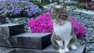 Gite 1er Cru - La Loubertine - Foto 5