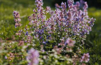 Domek na końcu świata Smetowo - Foto 35