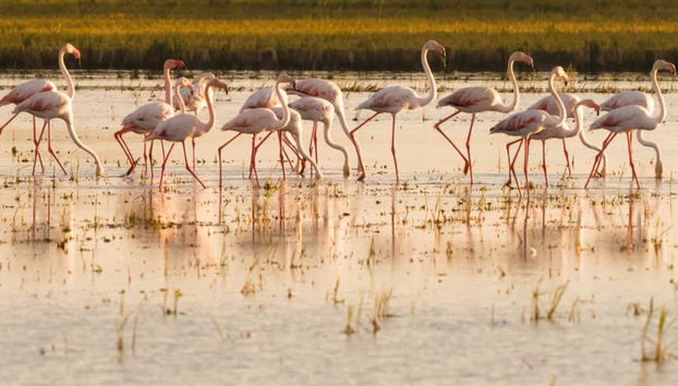 Troupeaux de flamants roses dans le delta de l'Èbre