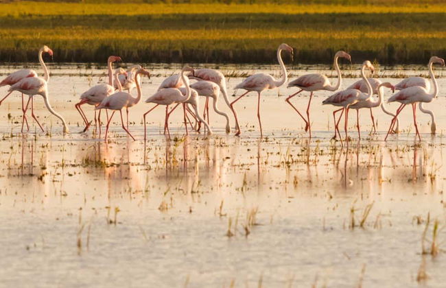 Observation de flamants roses dans le delta de l'Èbre au coucher du soleil - Photo 4
