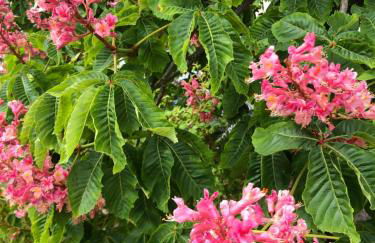 Ferienwohnung in ruhigem Viertel - Foto 13