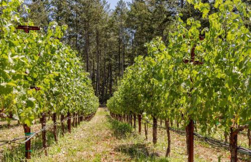 Luxury Napa Vineyard Estate 15 min from St. Helena - Foto 52