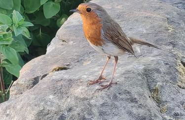 Hilltop Cabin - Foto 11