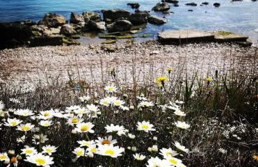 Agrumeto Costa dei Trabocchi - Foto 14