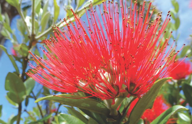 Tennessee Hill Chalets - Foto 19