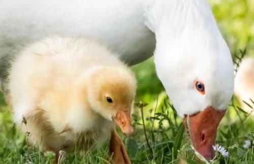 Thrassa Hotel - Foto 40