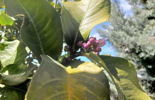 Kleoni's cottage - Foto 42