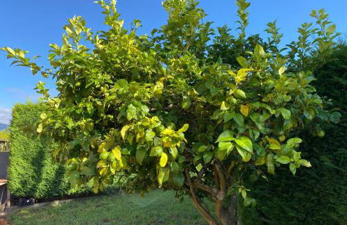 Casa Chichirica - Foto 23