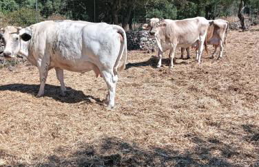 LA CROISETTE Agriturismo - Farmhouse - Foto 60