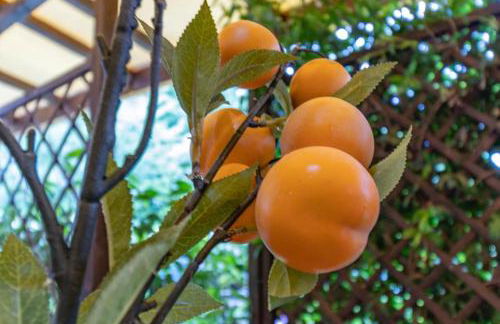 Oasi del Mugello - Foto 36