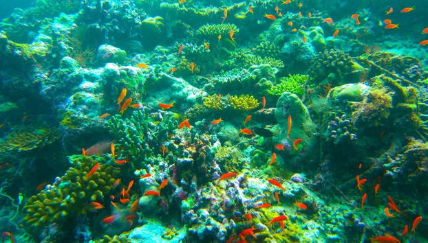 Descubriendo el arrecife de Addu