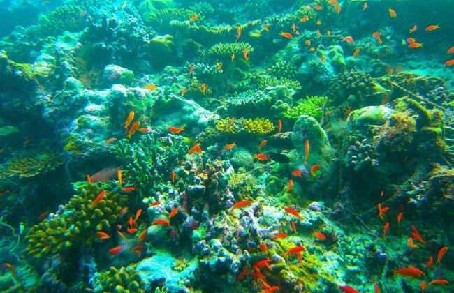 Snorkeling ad Addu - Foto 1