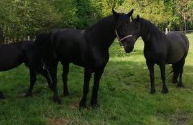 Ferienwohnung am Halbmond - Foto 8
