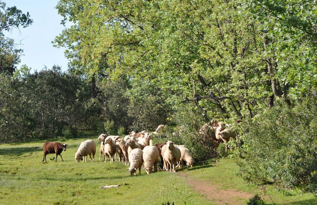 Finca La Ramallosa - Foto 56