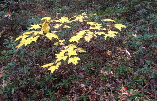 Apple Orchard & Forest Retreat with Woodland Pond - Foto 6