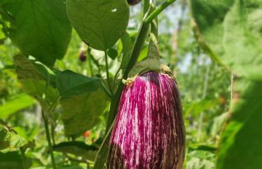 Studio Nature & Calme, Lac et Forêt à Pied - Foto 26