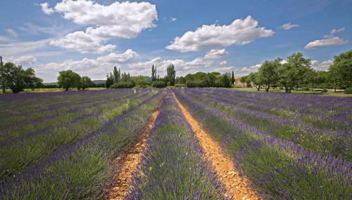 Gîtes dans Mas en pierres - Foto 3, Garden