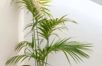 Hotiday Apartments Giulianova - Foto 33