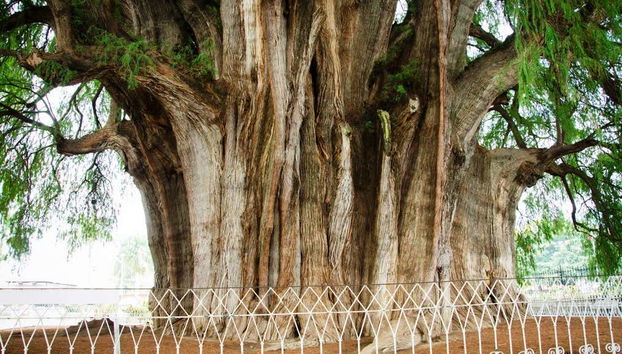 Tronco dell'albero del Tule