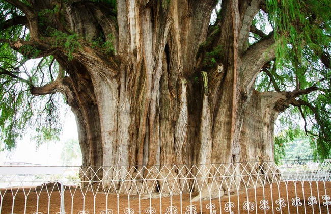 Santa María del Tule Bike Tour - Photo 4