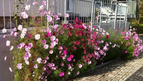 Ferienwohnungen Haus Sauer - Foto 3