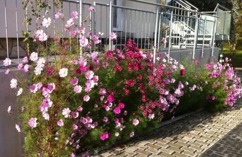 Ferienwohnungen Haus Sauer - Foto 3